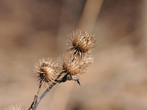 Petite bardane (Arctium minus)_20