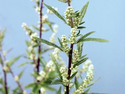 Armoise vulgaire(Artemisia vulgaris)_4