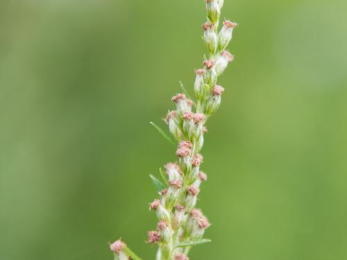 Armoise vulgaire(Artemisia vulgaris)_7