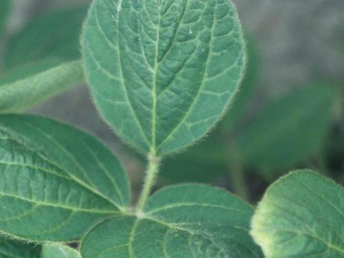 Soya - dicamba (4)_1