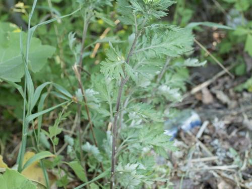 Armoise vulgaire(Artemisia vulgaris)_11