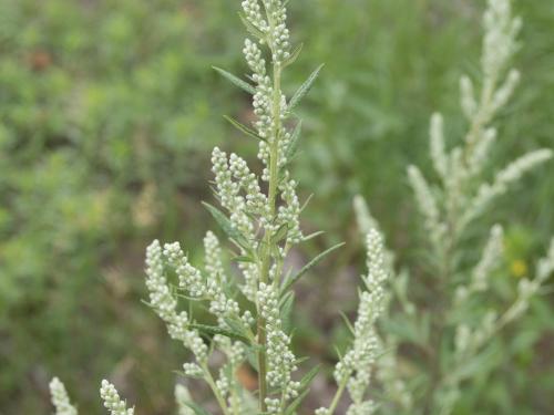 Armoise vulgaire(Artemisia vulgaris)_12