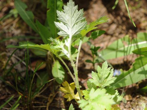 Armoise vulgaire(Artemisia vulgaris)_17