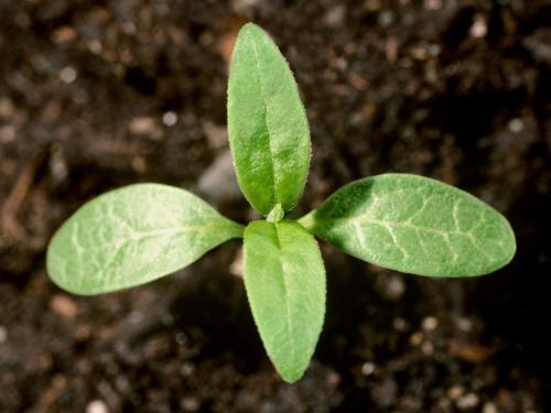 Asclépiade commune (Asclepias syriaca)_1