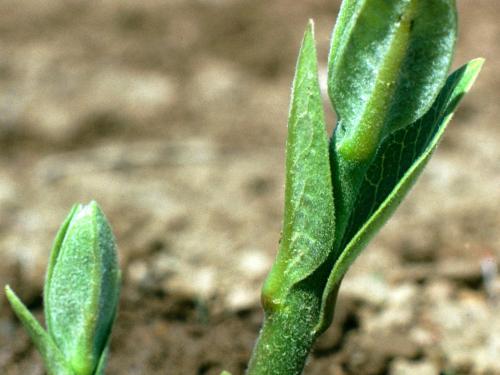 Asclépiade commune (Asclepias syriaca)_3