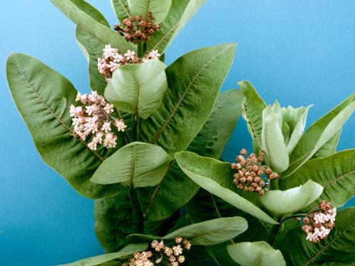 Asclépiade commune (Asclepias syriaca)_4