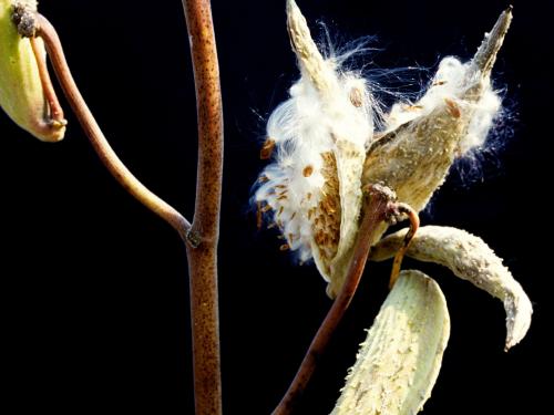 Asclépiade commune (Asclepias syriaca)_13