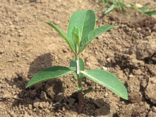 Asclépiade commune (Asclepias syriaca)_16