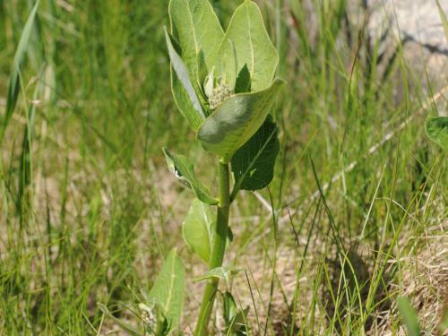 Asclépiade commune (Asclepias syriaca)_19