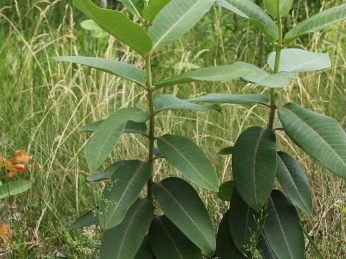 Asclépiade commune (Asclepias syriaca)_20