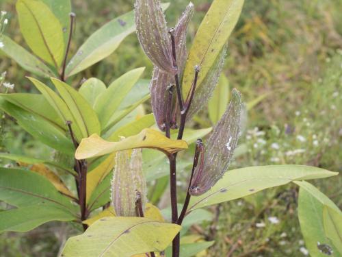 Asclépiade commune (Asclepias syriaca)_24