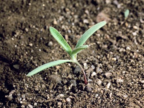 Arroche étalée(Atriplex patula)_1