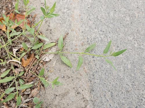 Arroche étalée(Atriplex patula)_9