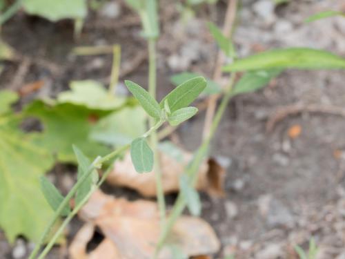 Arroche étalée(Atriplex patula)_10