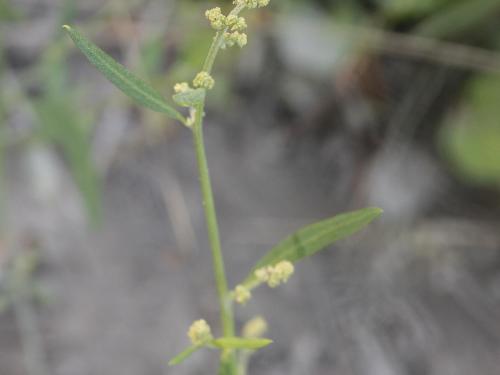 Arroche étalée(Atriplex patula)_13