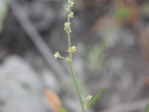 Arroche étalée(Atriplex patula)_14