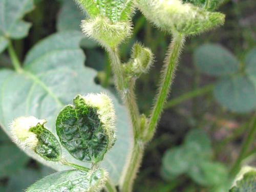 Soya - dicamba (4)_8