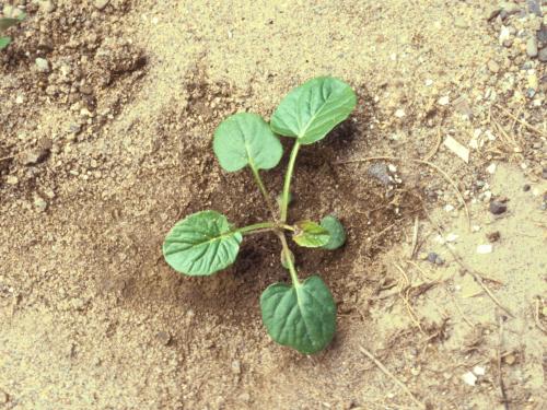 Barbarée vulgaire(Barbarea vulgaris)_11