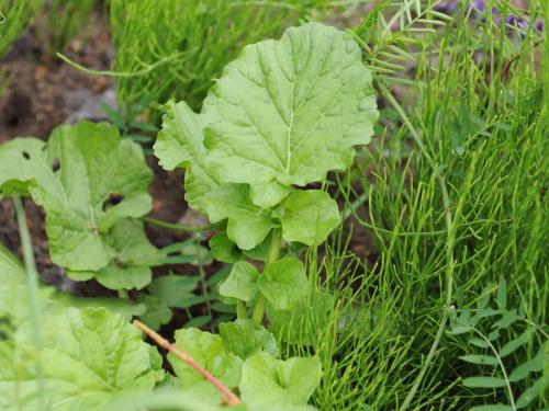 Barbarée vulgaire(Barbarea vulgaris)_16