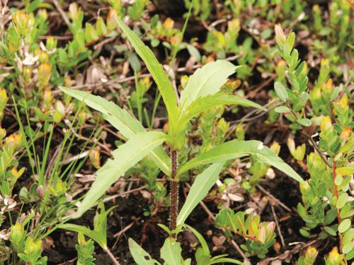 Bident penché(Bidens cernua)_7