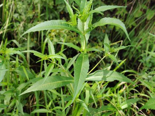 Bident penché(Bidens cernua)_18