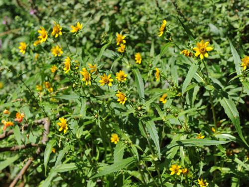 Bident penché(Bidens cernua)_21