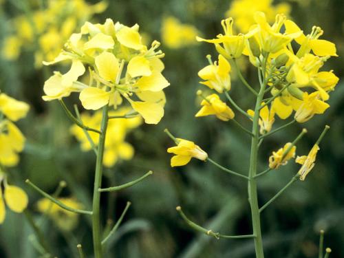 Moutarde oiseaux (Brassica rapa)_4