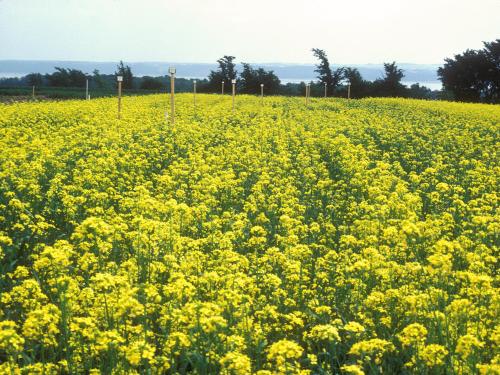 Moutarde oiseaux (Brassica rapa)_8