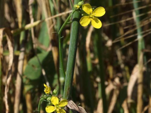 Moutarde oiseaux (Brassica rapa)_15