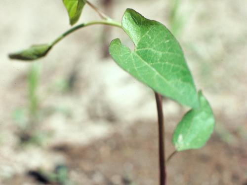 Liseron haies (Calystegia sepium)_3