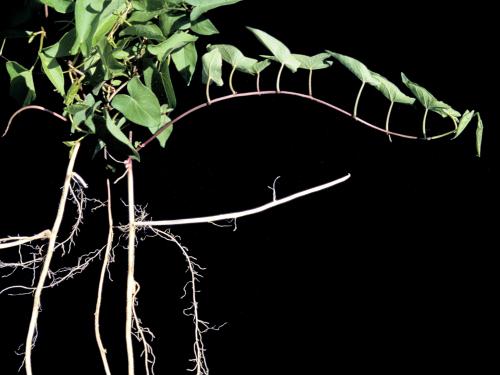 Liseron haies (Calystegia sepium)_6