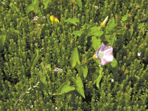 Liseron haies (Calystegia sepium)_8