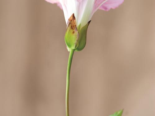 Liseron haies (Calystegia sepium)_10