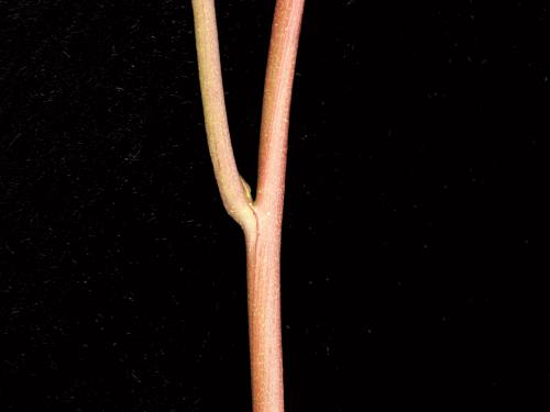 Liseron haies (Calystegia sepium)_11