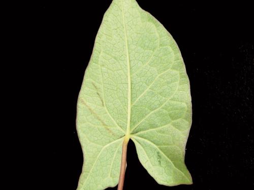 Liseron haies (Calystegia sepium)_13