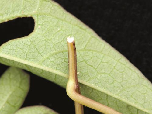 Liseron haies (Calystegia sepium)_14