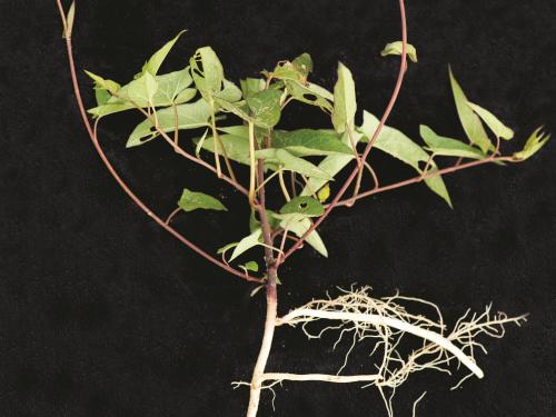 Liseron haies (Calystegia sepium)_15