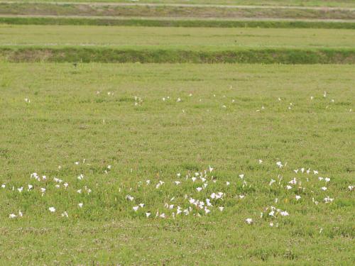 Liseron haies (Calystegia sepium)_16