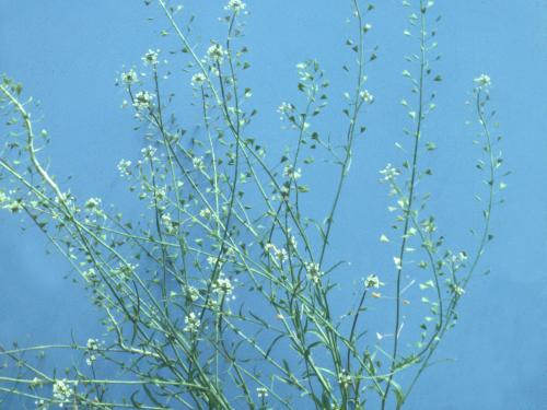 Bourse pasteur(Capsella bursa-pastoris)_9