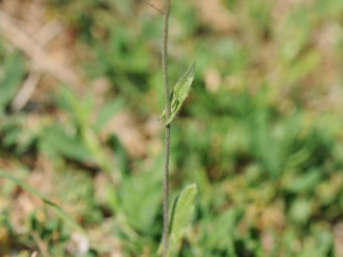 Bourse pasteur(Capsella bursa-pastoris)_15