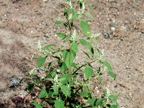 Chénopode blanc(Chenopodium album)_3