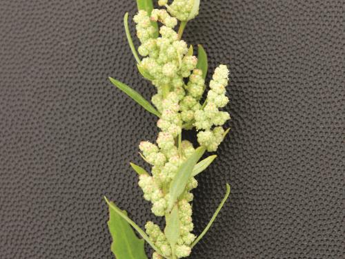 Chénopode blanc(Chenopodium album)_6