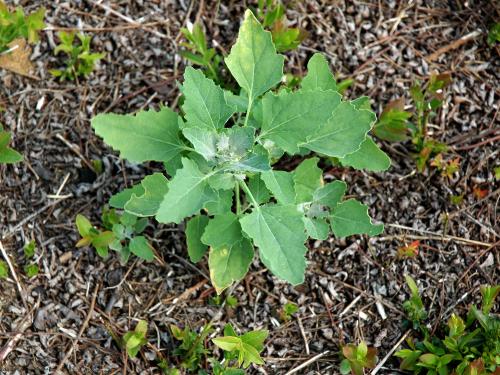 Chénopode blanc(Chenopodium album)_7