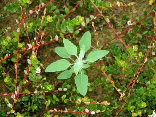 Chénopode blanc(Chenopodium album)_9