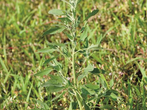 Chénopode blanc(Chenopodium album)_11