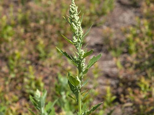 Chénopode blanc(Chenopodium album)_15