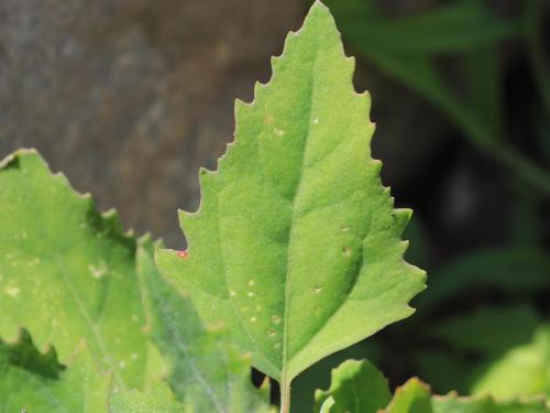 Chénopode blanc(Chenopodium album)_23