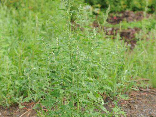 Chénopode blanc(Chenopodium album)_24