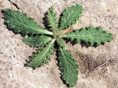 Chardon vulgaire(Cirsium vulgare)_3