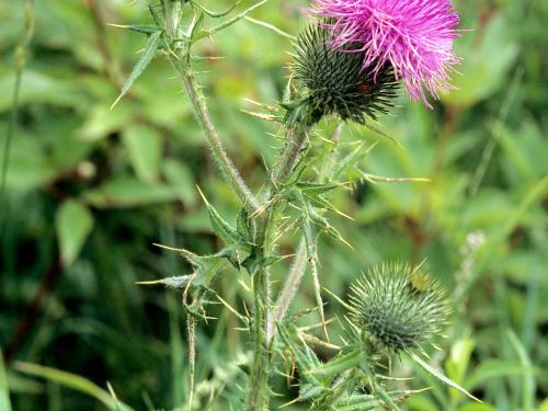 Chardon vulgaire(Cirsium vulgare)_6